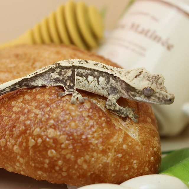 노멀 화이트스팟 화이트 쿼드 핀스트라이프