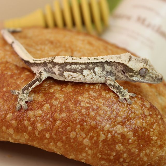 노멀 화이트스팟 화이트 쿼드 핀스트라이프