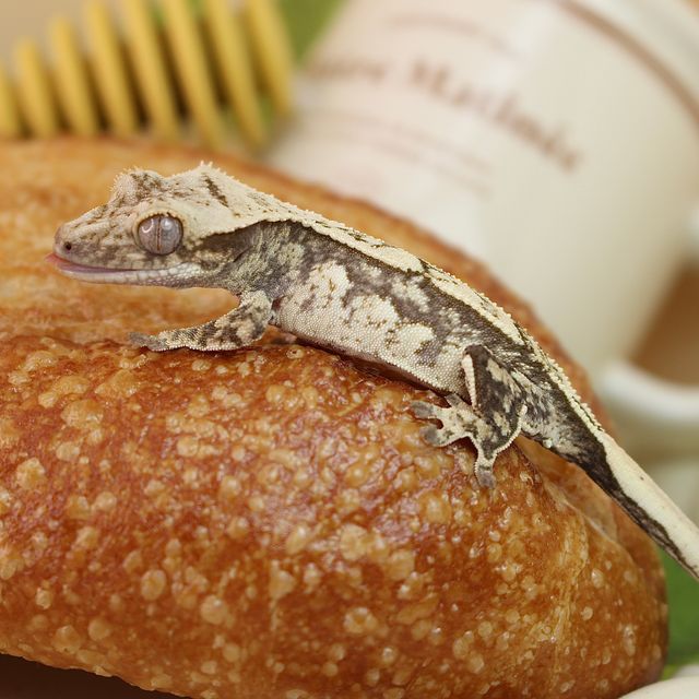 노멀 화이트스팟 화이트 쿼드 핀스트라이프