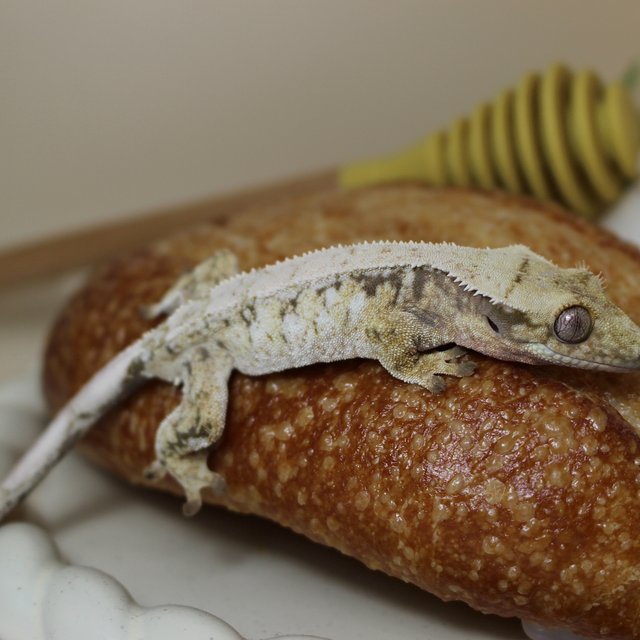 노멀 화이트포트홀 화이트 화이트스팟 드리피 트라이