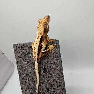 쿼드 풀핀
