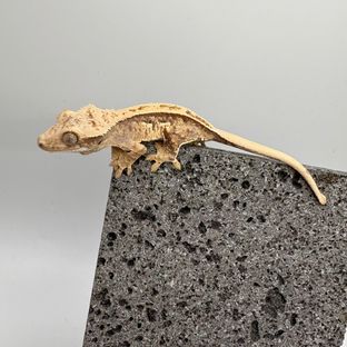 트라이