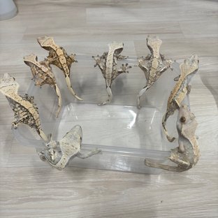 트라이 익스트림할리퀸