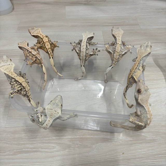 트라이 익스트림할리퀸