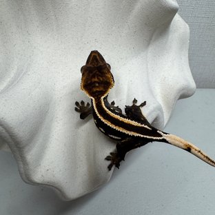 엠티백