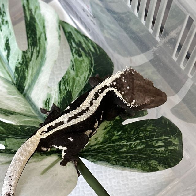 아잔틱