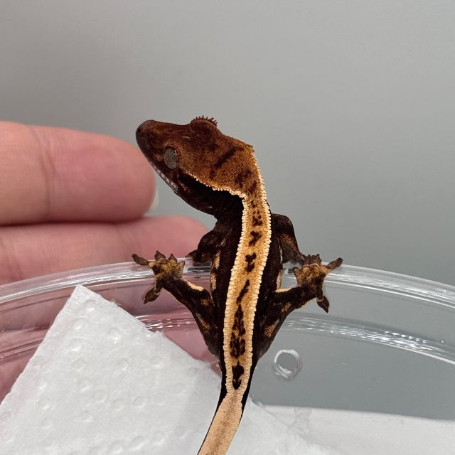 100%헷아잔틱 풀핀