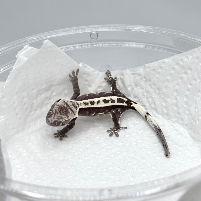 아잔틱 카푸치노