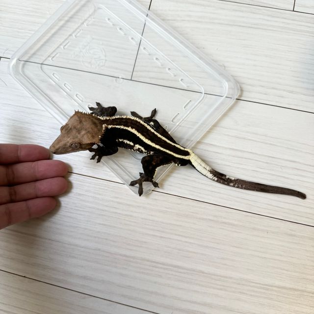 카푸치노