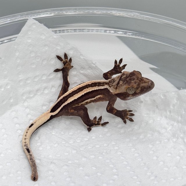 슈퍼스트라이프 엠티백 풀핀