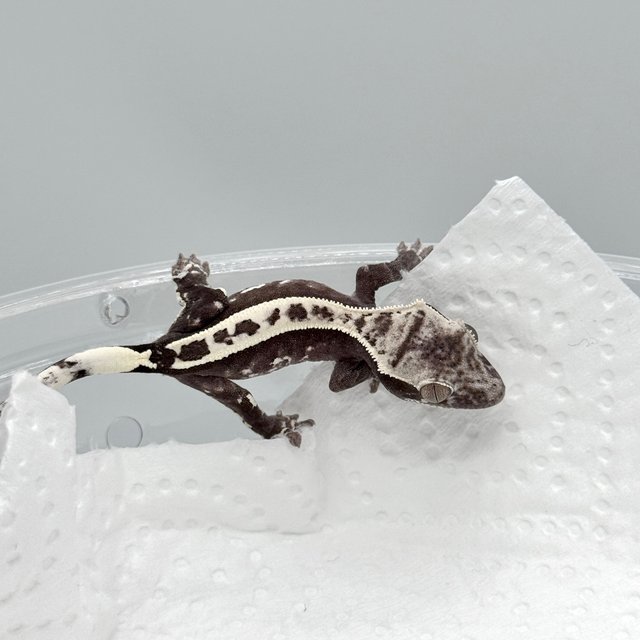 아잔틱 카푸치노