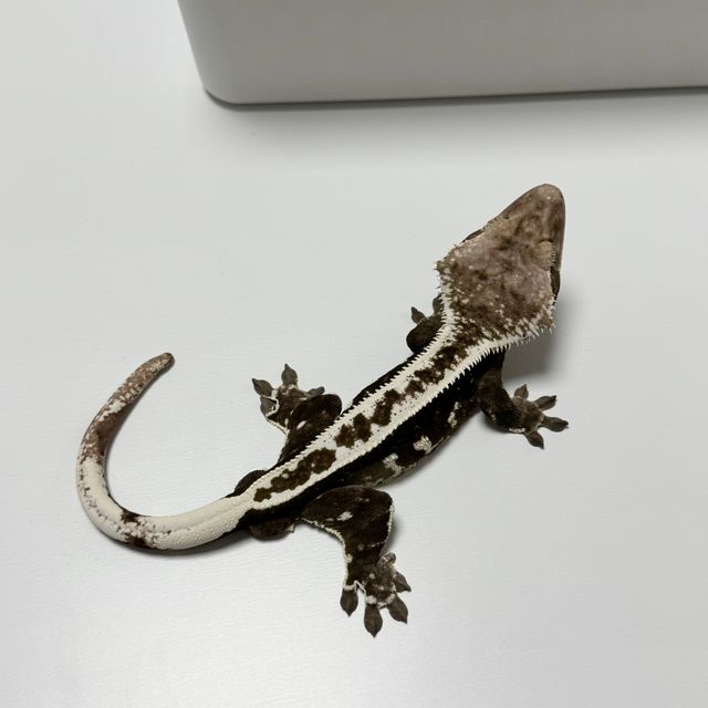 아잔틱