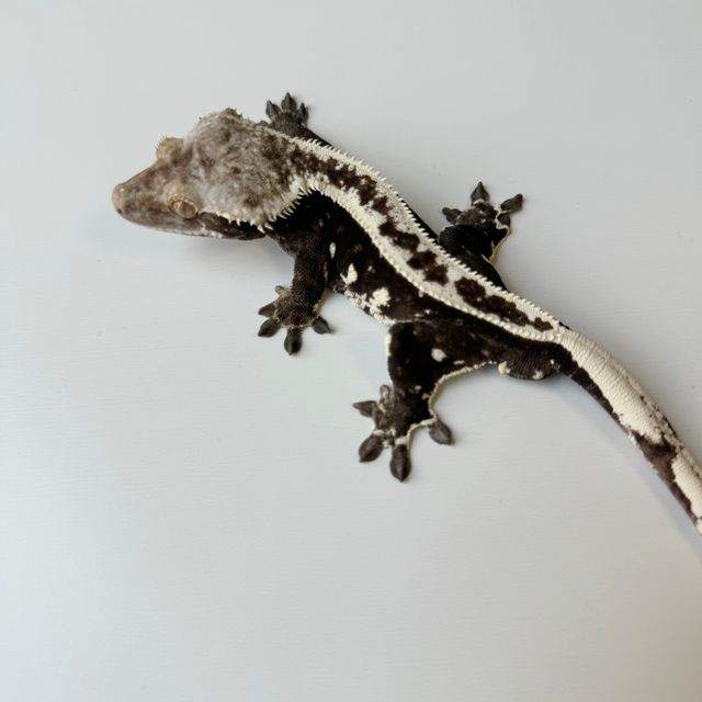 아잔틱
