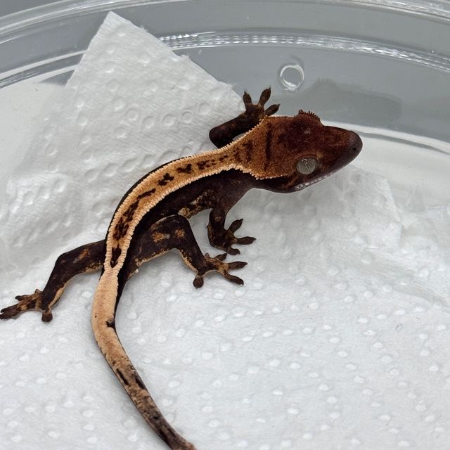 100%헷아잔틱 풀핀