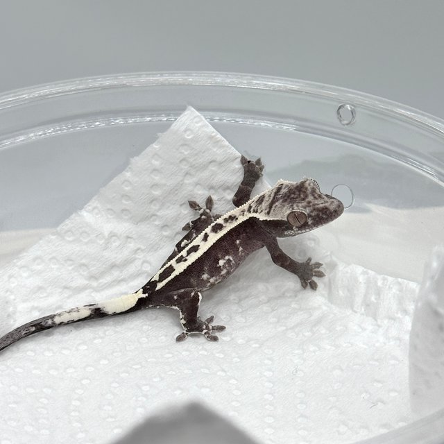 아잔틱 카푸치노