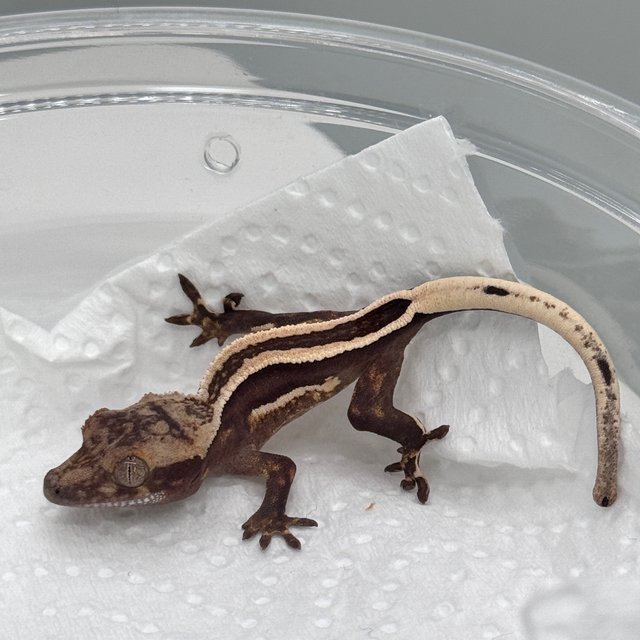 슈퍼스트라이프 엠티백 풀핀