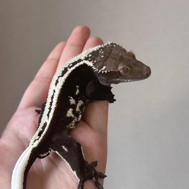 아잔틱