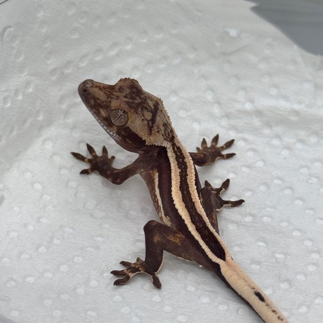 슈퍼스트라이프 엠티백 풀핀