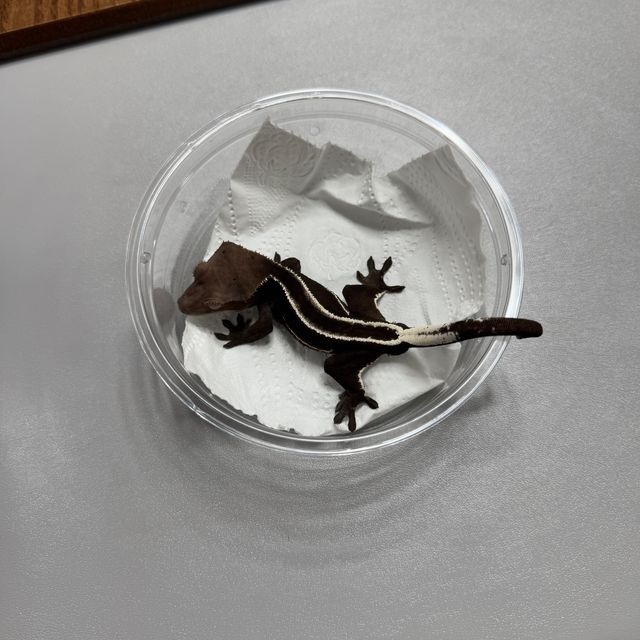 아잔틱 풀핀