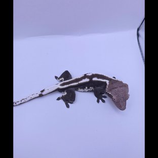 아잔틱