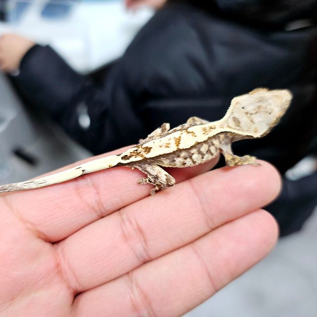 카푸치노