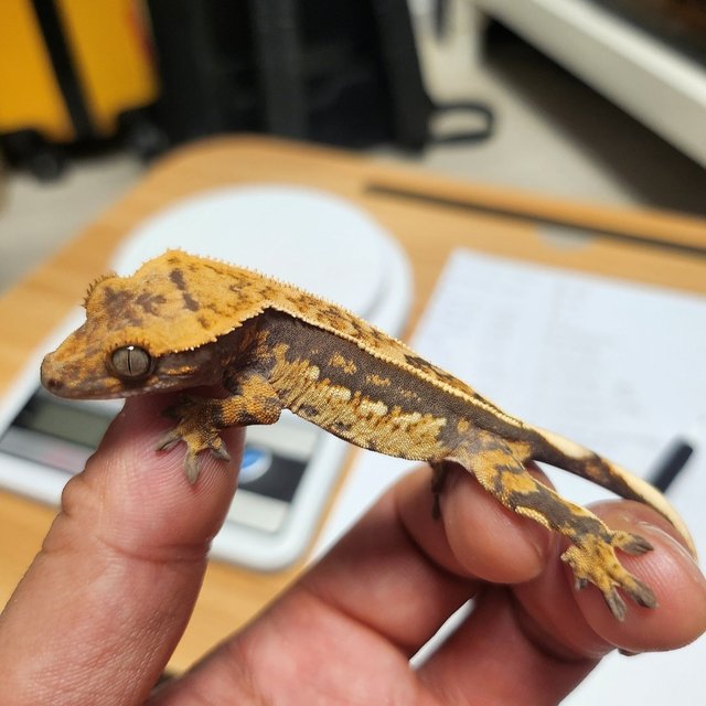 100%헷아잔틱 엠티백