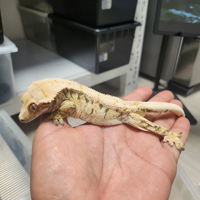 노멀 드리피 화이트스팟