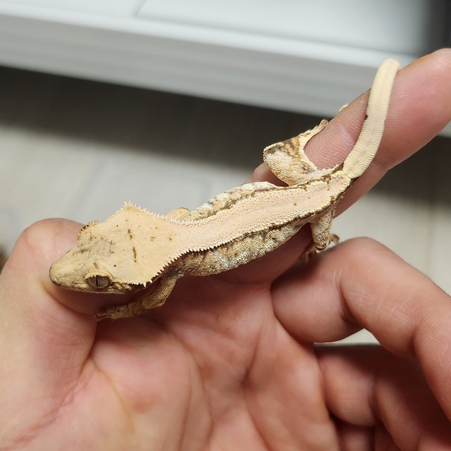 노멀 화이트스팟 드리피 솔리드백