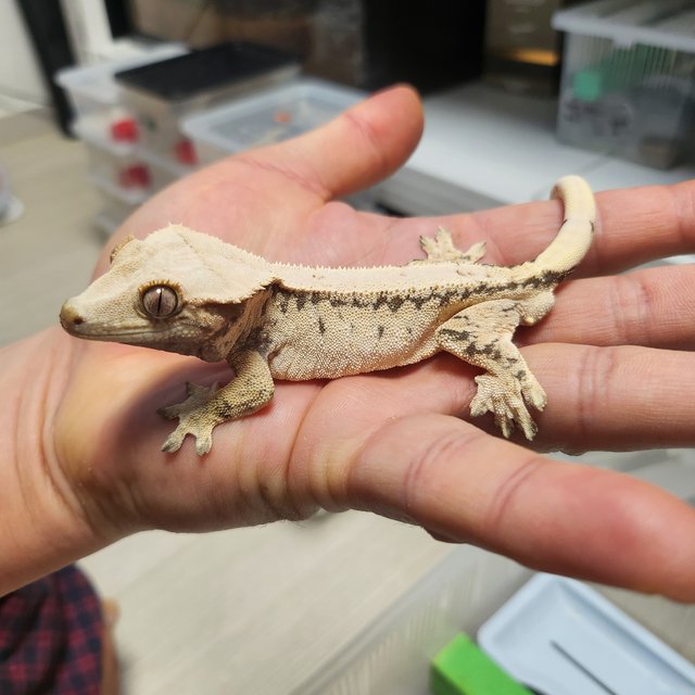 드리피 화이트스팟