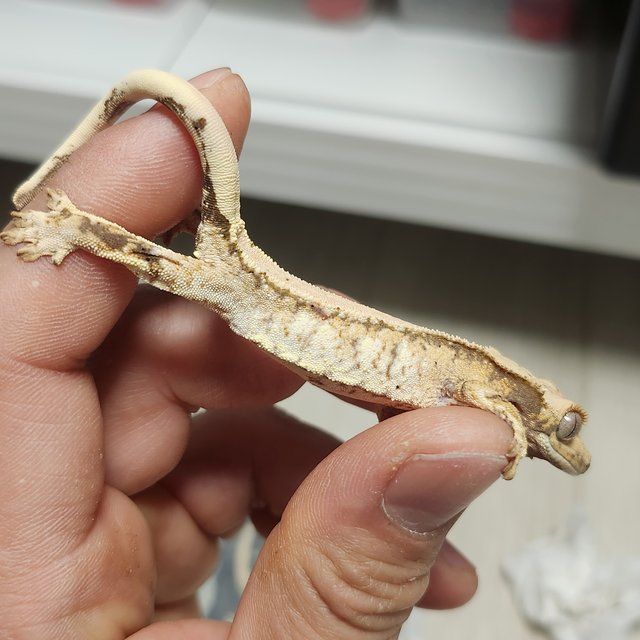 노멀 화이트스팟 드리피 솔리드백