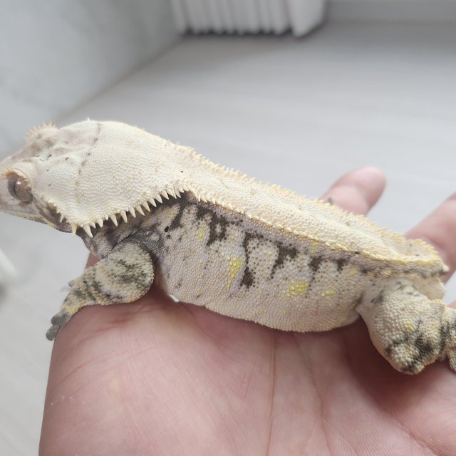 노멀 드리피 화이트스팟