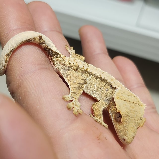 노멀 드리피 화이트스팟