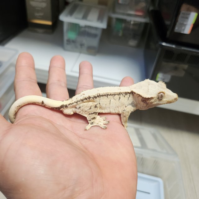 드리피 화이트스팟