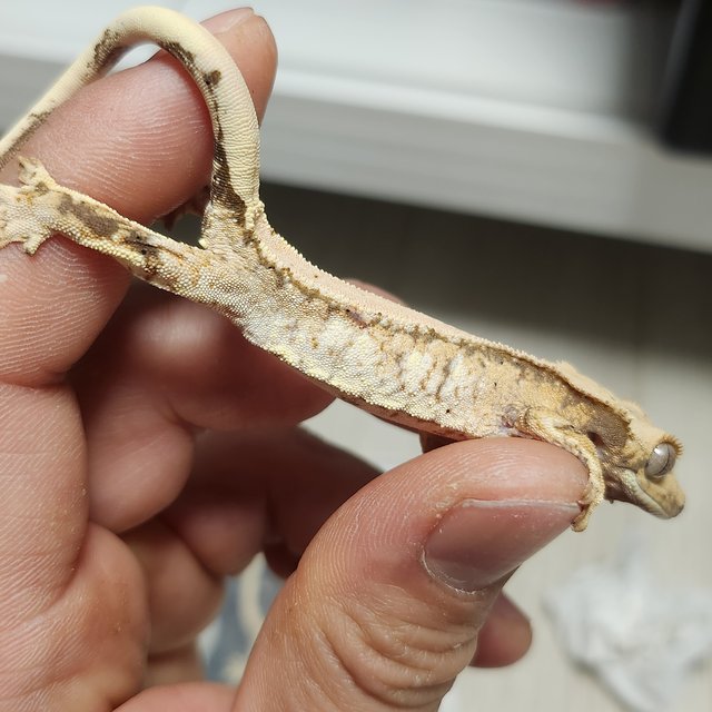 노멀 화이트스팟 드리피 솔리드백