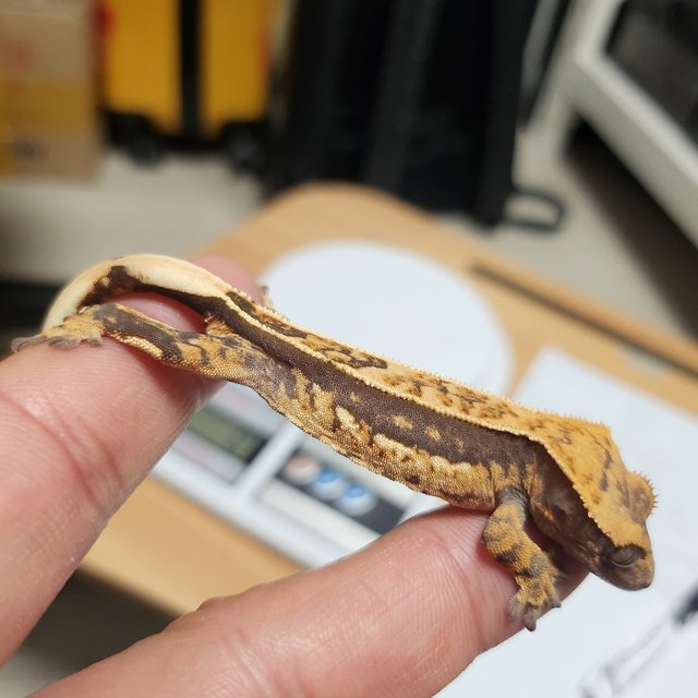 100%헷아잔틱 엠티백