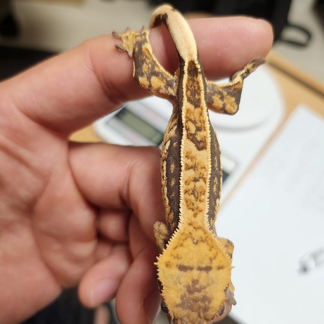 100%헷아잔틱 엠티백