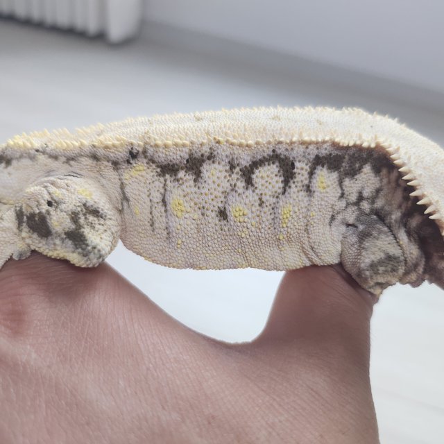 노멀 드리피 화이트스팟