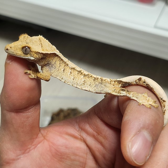 노멀 드리피 화이트스팟