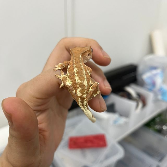 프라푸치노