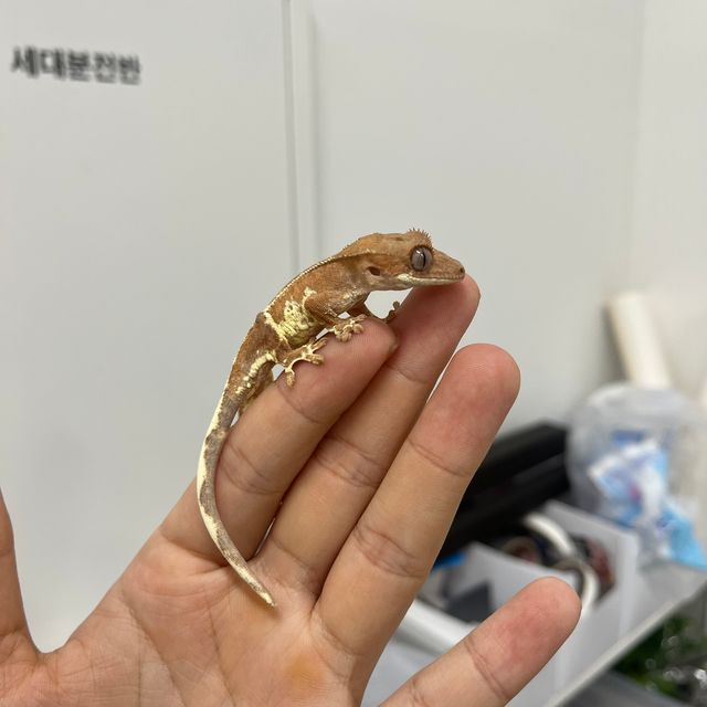 프라푸치노