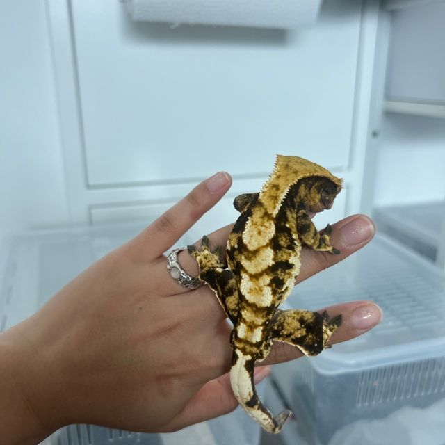 트라이