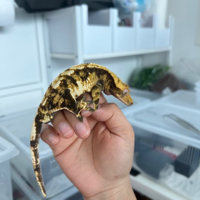 트라이