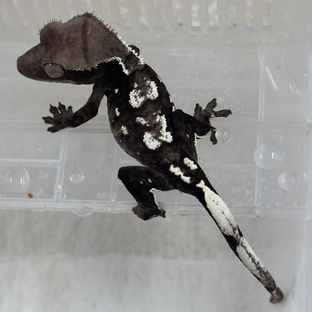 아잔틱