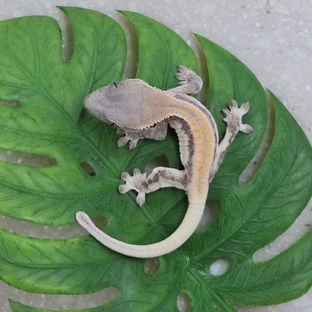 릴리 세이블 세이블