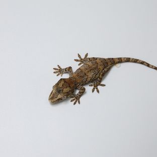 블로치드
