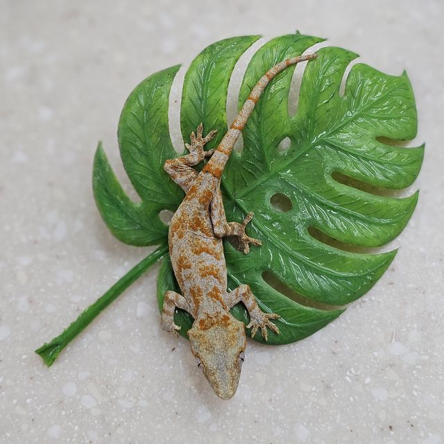 블로치드