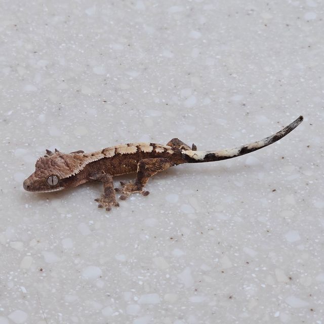 세이블