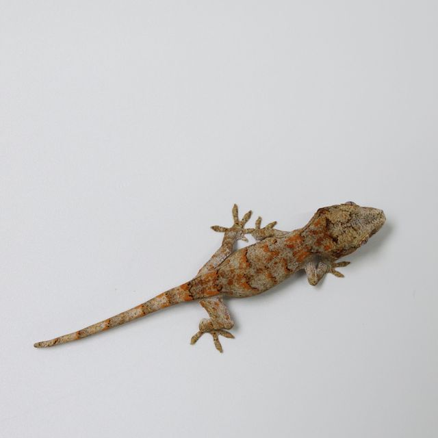 블로치드
