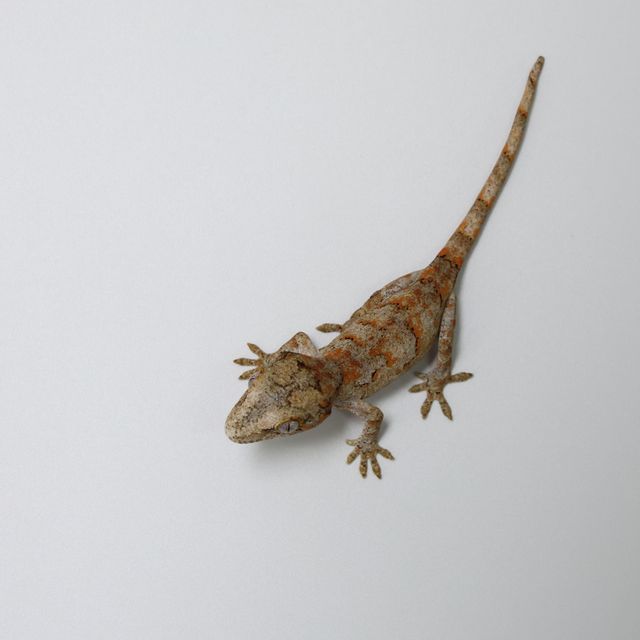 블로치드