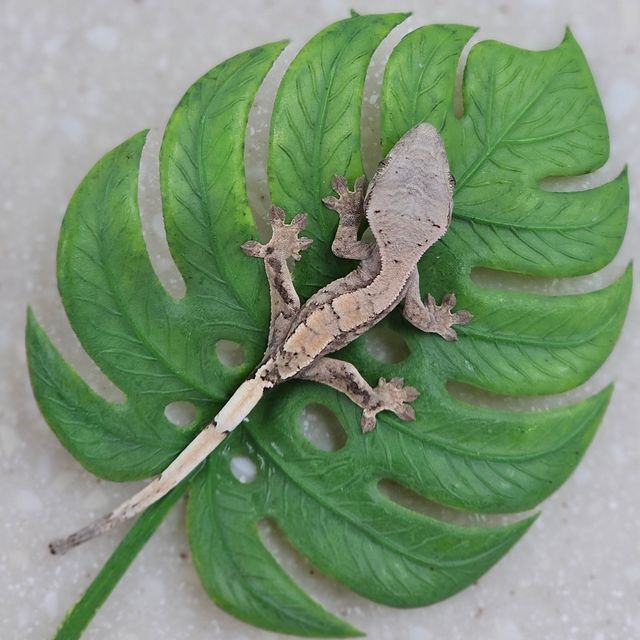 세이블